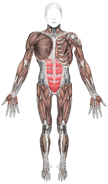Muscles anterior