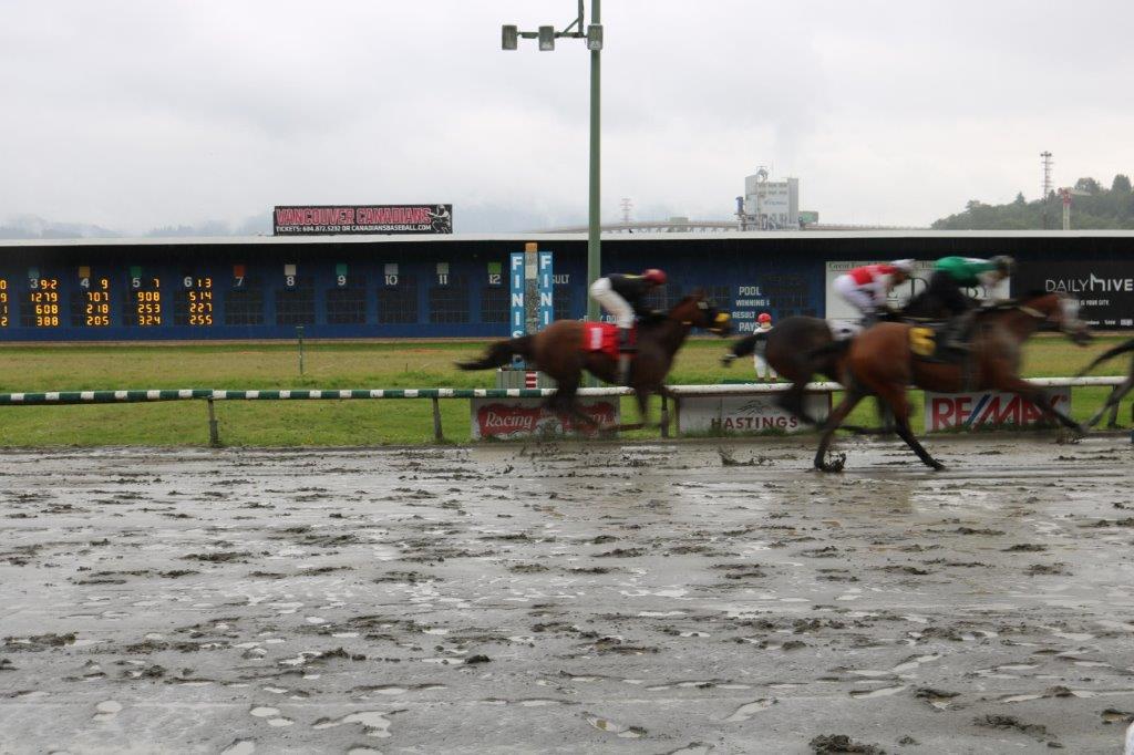 horses on the track at Hastings Racecourse