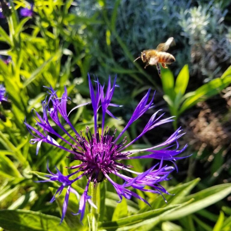 A bee flying over a purple flower