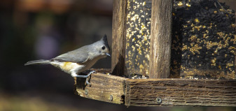 bird at a bird feeder