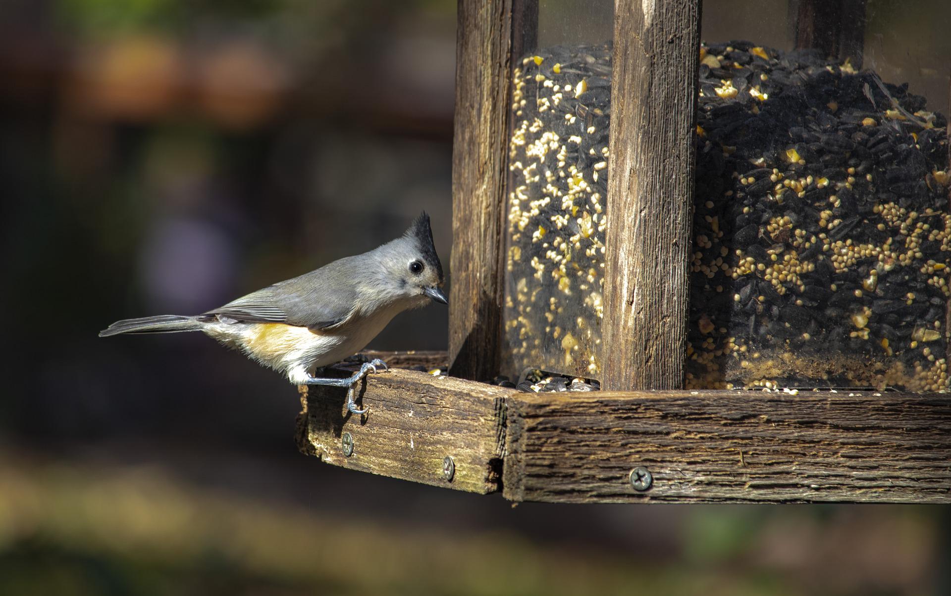 bird at a bird feeder