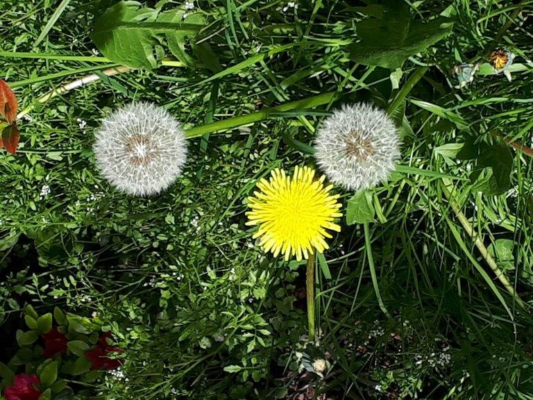 Photo of dandelions