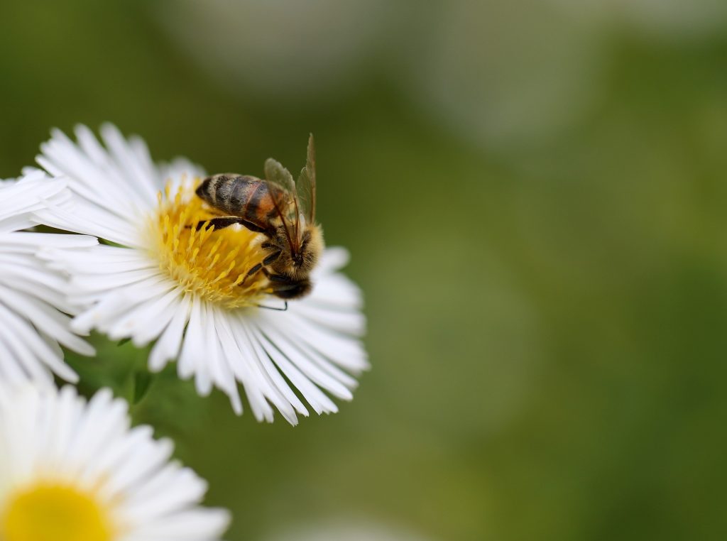 A bee pollinating a flower