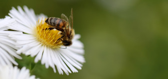 A bee pollinating a flower