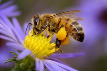 Bee on top of a yellow flower with purple petals