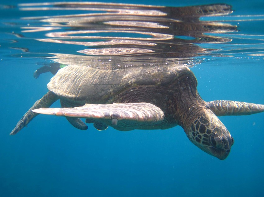 Image of a sea turtle underwater