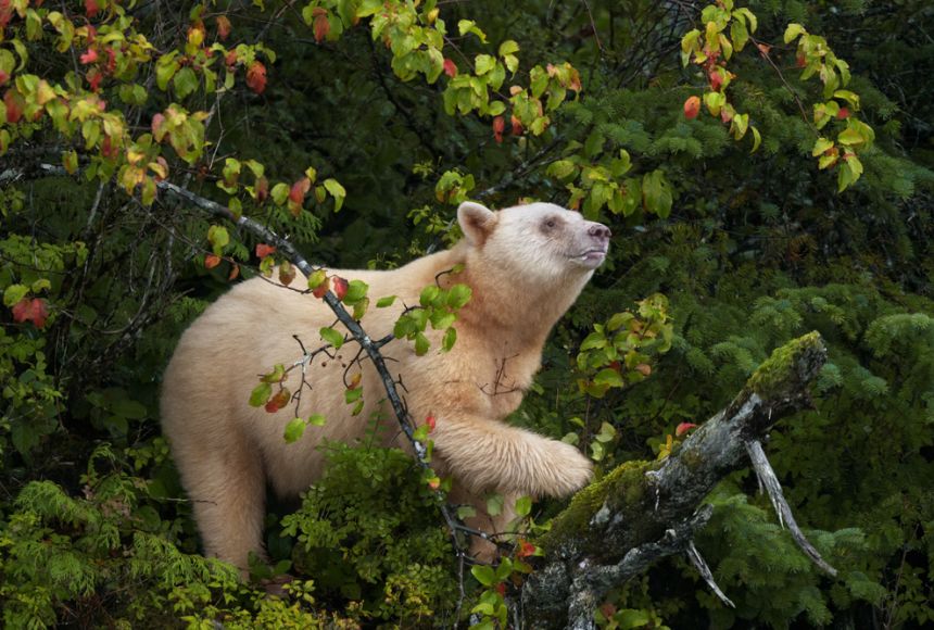 Kermode Bear among trees in the Great Bear Rainforest in BC