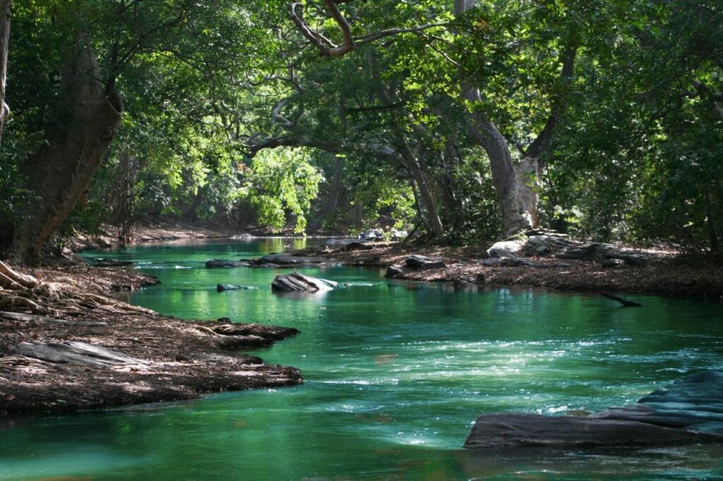 river among trees