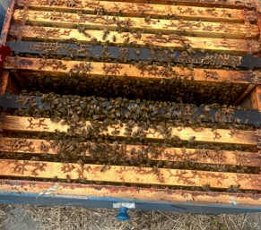 honeycomb