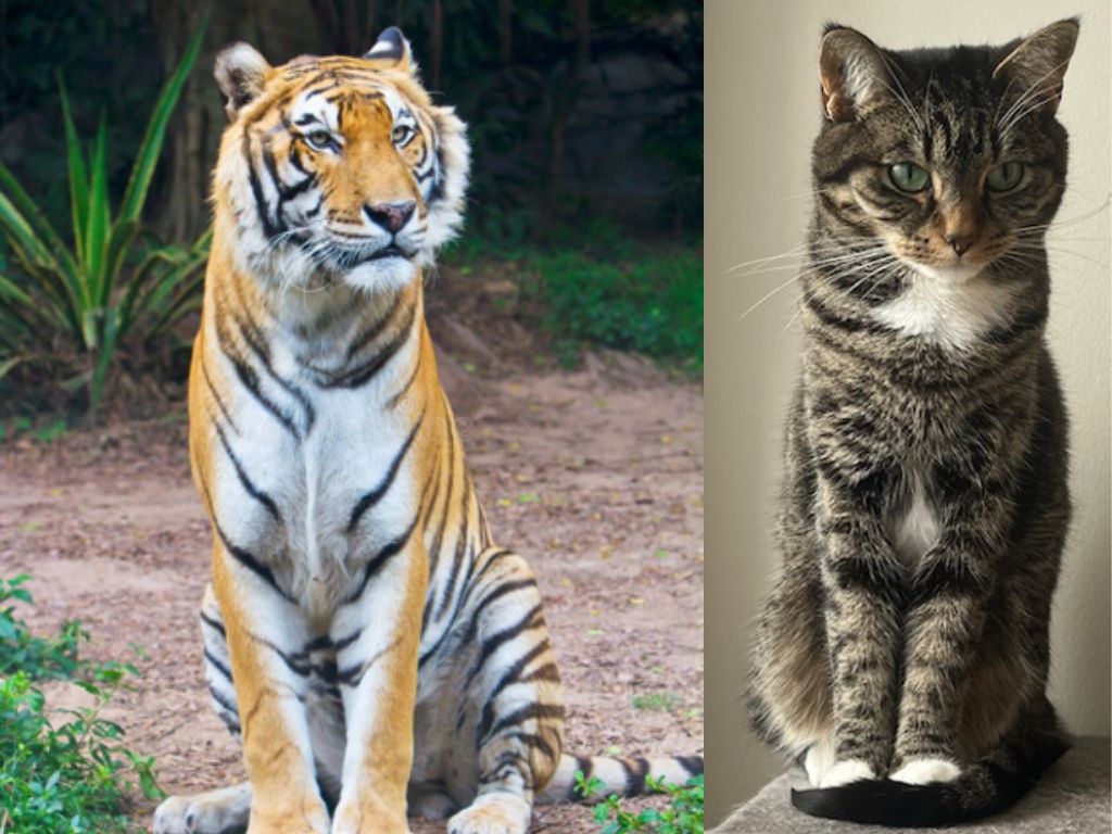 Bengal tiger and a house cat