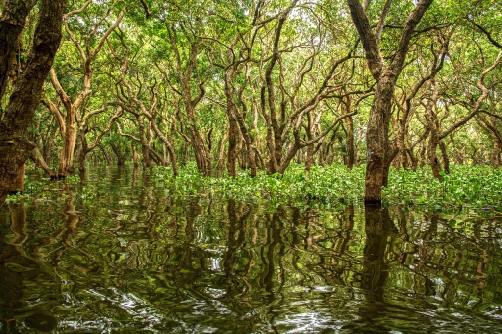 Mangrove