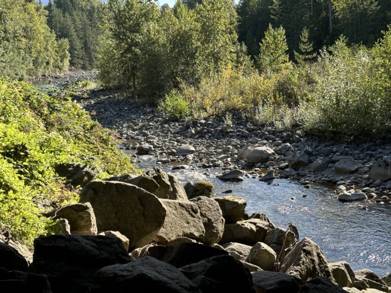 Image of a river between trees